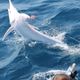 Illustration for article titled Extremely rare albino blue marlin caught on camera for the first time